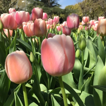 Tulipán Gabriella - Tulipa - cibuľa tulipánov - 3 ks