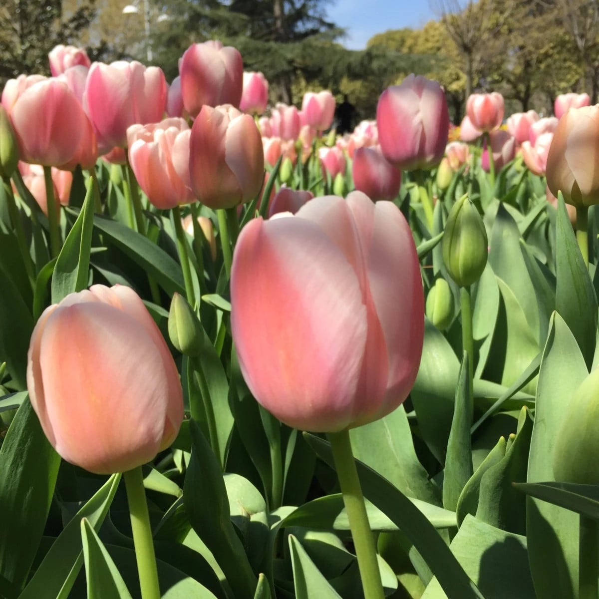 Tulipán Gabriella - Tulipa - cibuľa tulipánov - 3 ks