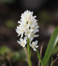 Puškínia modricovitá biela - Puschkinia scilloides alba - cibuľa puškínia - 6 ks