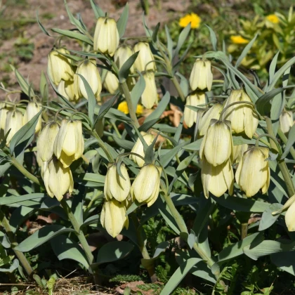 Korunkovka Pallidiflora - Fritillaria - cibuľa korunkovky - 2 ks
