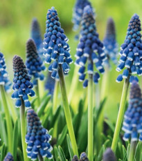 Modrica Joyce Spirit - Muscari armeniacum - cibuľa modrice - 5 ks