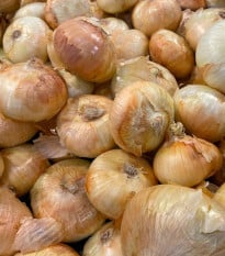 Sadzačka Augusta - Allium cepa - cibuľky - 250 g