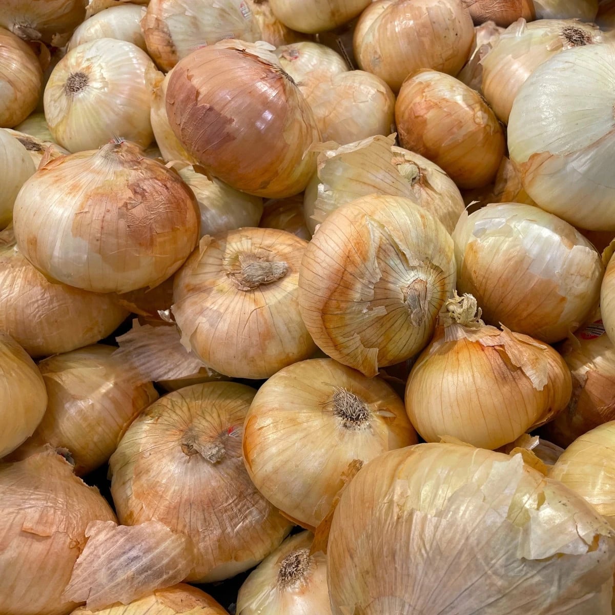 Sadzačka Augusta - Allium cepa - cibuľky - 250 g