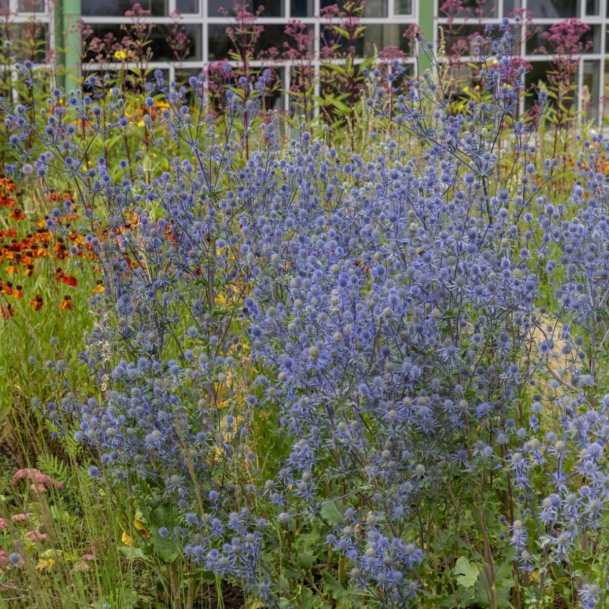 Kotúč modrastý - Eryngium planum - semená kotúča - 20 ks
