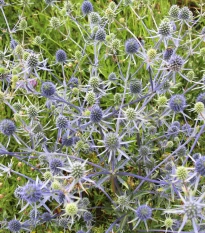 Kotúč modrastý - Eryngium planum - semená kotúča - 20 ks