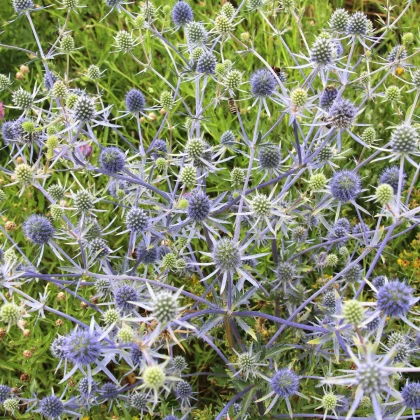 Kotúč modrastý - Eryngium planum - semená kotúča - 20 ks