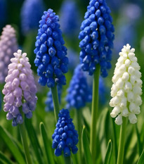 Zmes modríc - Muscari mix - cibuľa modrice - 25 ks
