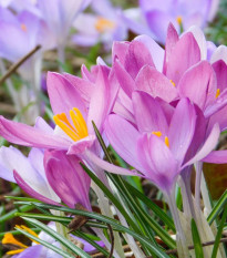 Zmes jesienok - Colchicum mix - hľuzy jesienok - 3 ks