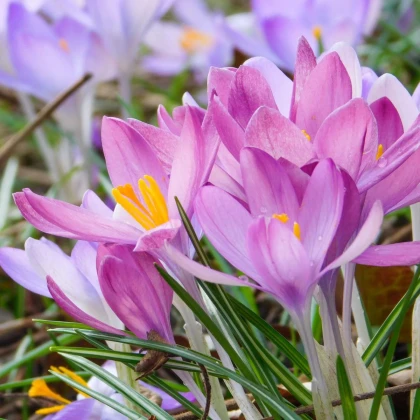 Zmes jesienok - Colchicum mix - hľuzy jesienok - 3 ks