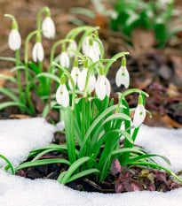 Zmes snežienok - Galanthus mix - cibuľa snežienky - 15 ks
