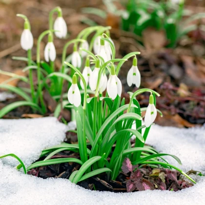 Zmes snežienok - Galanthus mix - cibuľa snežienky - 15 ks