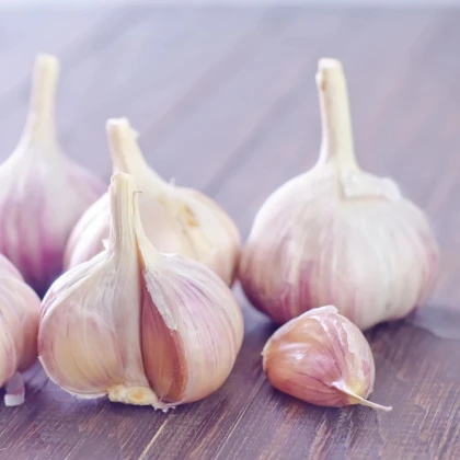 Sadbový cesnak Messidrome purple - Allium sativum - nepaličák - cibuľa cesnaku - 1 balenie