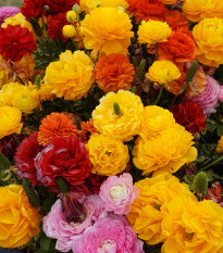 Zmes iskerníkov - Ranunculus asiaticus mix - hľuzy iskerníka - 15 ks - ukončený