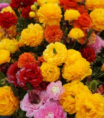 Zmes iskerníkov - Ranunculus asiaticus mix - hľuzy iskerníka - 15 ks - ukončený
