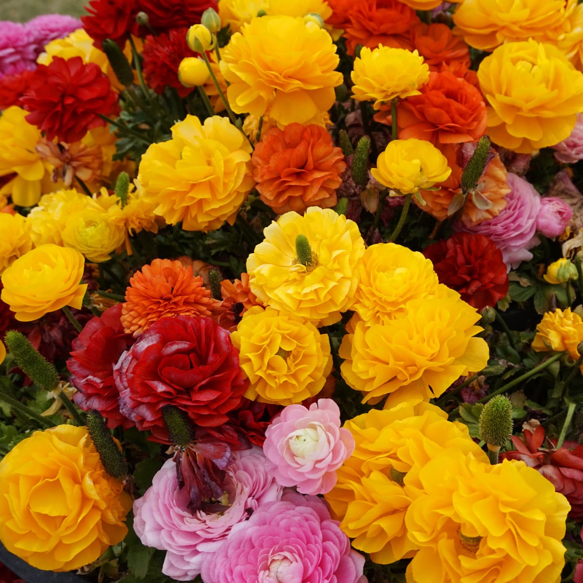 Zmes iskerníkov - Ranunculus asiaticus mix - hľuzy iskerníka - 15 ks - ukončený