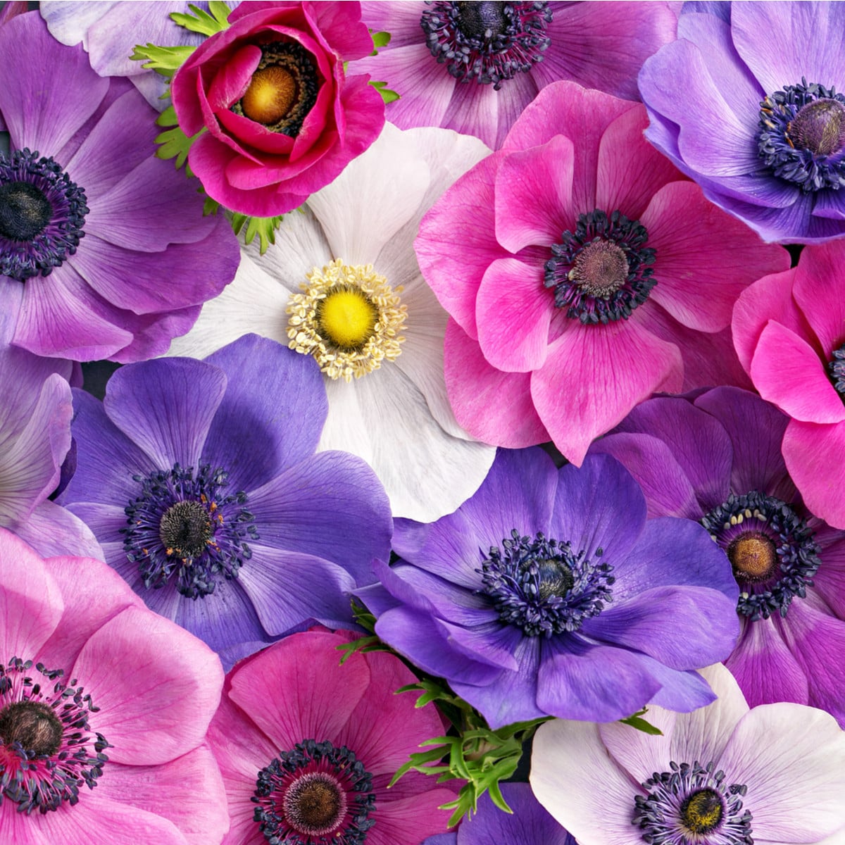 Zmes veterníc - Anemone mix - hľuzy veternice - 15 ks