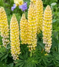 Lupina mnoholistá Gallery Yellow Shades - Lupinus polyphyllus - semená lupiny - 20 ks