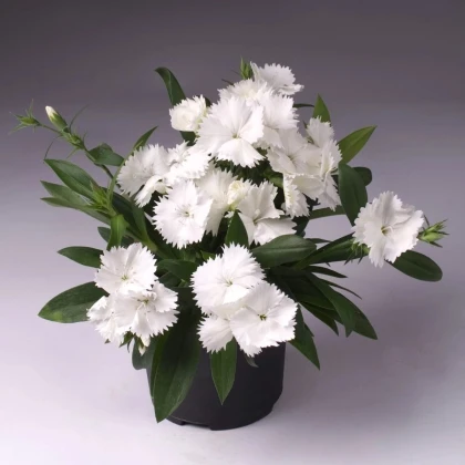 Klinček Chiba White - Dianthus interspecific - semená klinčeka - 18 ks