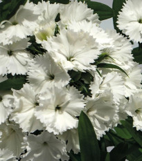 Klinček Chiba White - Dianthus interspecific - semená klinčeka - 18 ks