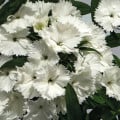 Klinček Chiba White - Dianthus interspecific - semená klinčeka - 18 ks