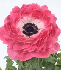 Veternica Harmony Double Pink - Anemone coronaria - semená veternice - 8 ks