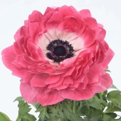 Veternica Harmony Double Pink - Anemone coronaria - semená veternice - 8 ks