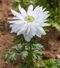 Veternica Harmony Double White - Anemone coronaria - semená veternice - 8 ks