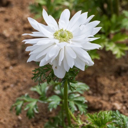 Veternica Harmony Double White - Anemone coronaria - semená veternice - 8 ks