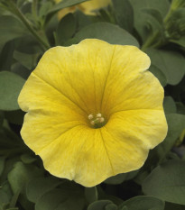 Petchoa Caliburst Yellow - Petchoa Caliburst - semená petchoa - 8 ks