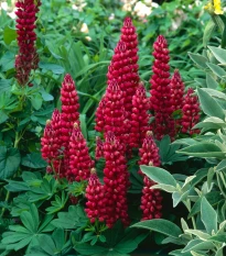 Lupina mnoholistá Gallery Red Shades - Lupinus polyphyllus - semená lupiny - 20 ks