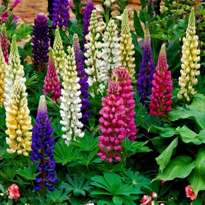 Lupina mnoholistá Gallery Mix - Lupinus polyphyllus - semená lupiny - 20 ks
