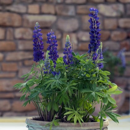 Lupina mnoholistá Mini Gallery Pure Blue - Lupinus polyphyllus - semená lupiny - 12 ks