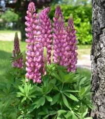 Lupina mnoholistá Mini Gallery Pure Pink - Lupinus polyphyllus - semená lupiny - 12 ks
