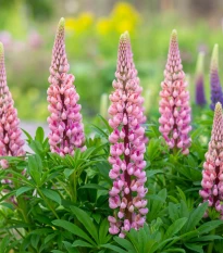 Lupina mnoholistá Gallery Pink Shades - Lupinus polyphyllus - semená lupiny - 20 ks