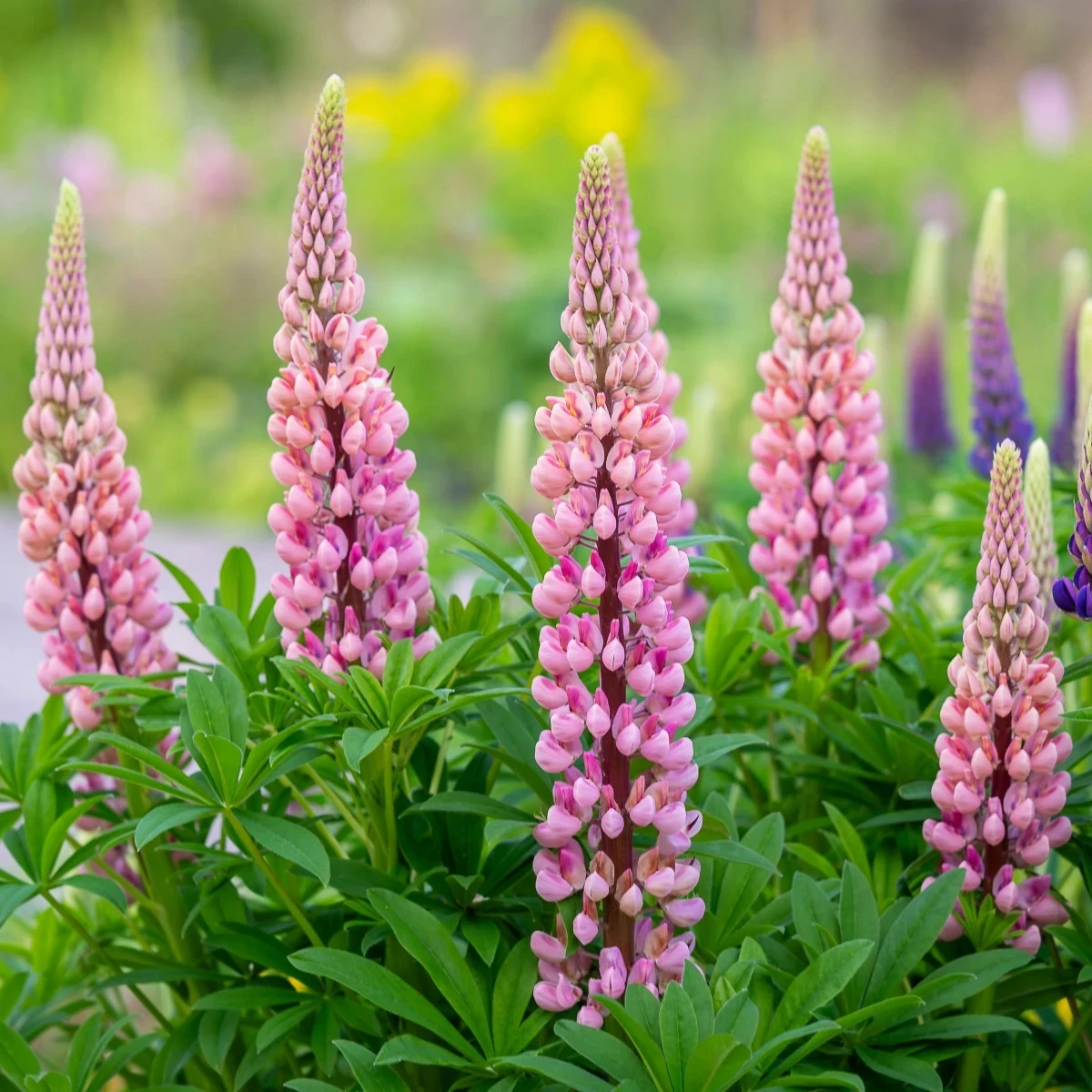 Lupina mnoholistá Gallery Pink Shades - Lupinus polyphyllus - semená lupiny - 20 ks