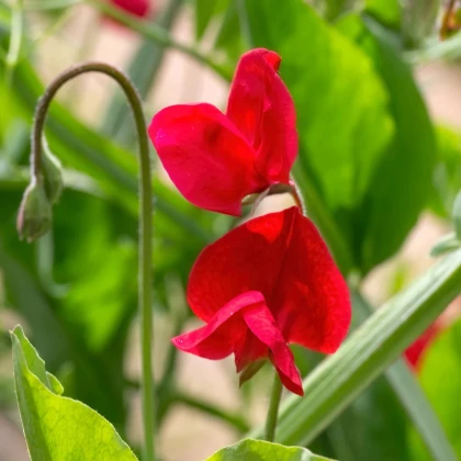 Hrachor Winter Sunshine Scarlet - Lathyrus Odoratus - semená hrachora - 15 ks