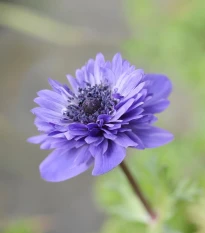 Veternica Harmony Double Blue F1 - Anemone Coronaria - semená veternice - 8 ks