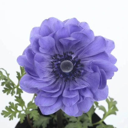 Veternica Harmony Double Blue F1 - Anemone Coronaria - semená veternice - 8 ks