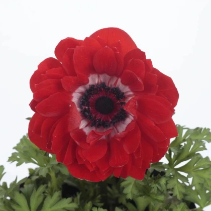 Veternica Harmony Double Scarlet F1 - Anemone coronaria - semená veternice - 8 ks