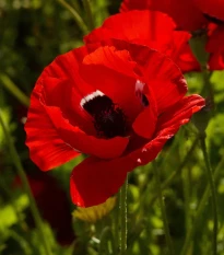 Veternica Harmony Double Scarlet F1 - Anemone coronaria - semená veternice - 8 ks