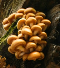 Sadba Šupinovka nameko - Pholiota nameko - sadba - 1 ks