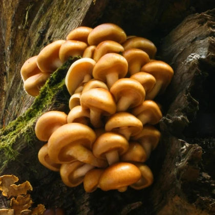 Sadba Šupinovka nameko - Pholiota nameko - sadba - 1 ks