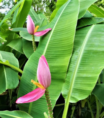 Banánovník ružový - Musa ornata - semená banánovníka - 3 ks