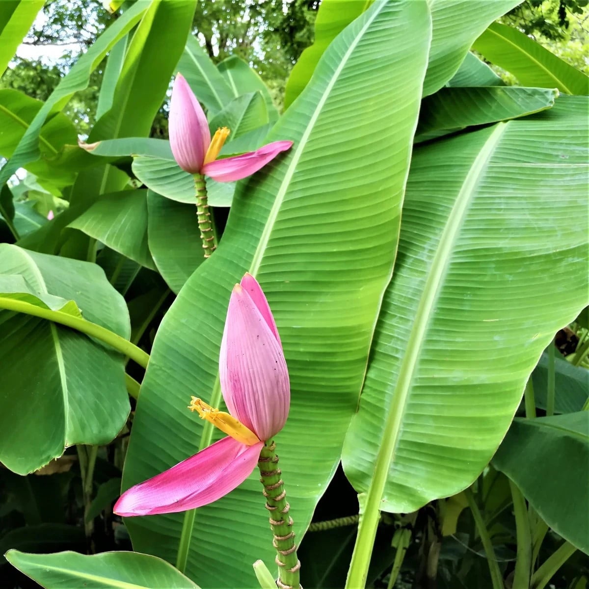 Banánovník ružový - Musa ornata - semená banánovníka - 3 ks