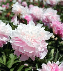 Pivónia Amabilis - Paeonia lactiflora - hľuzy pivónie - 1 ks