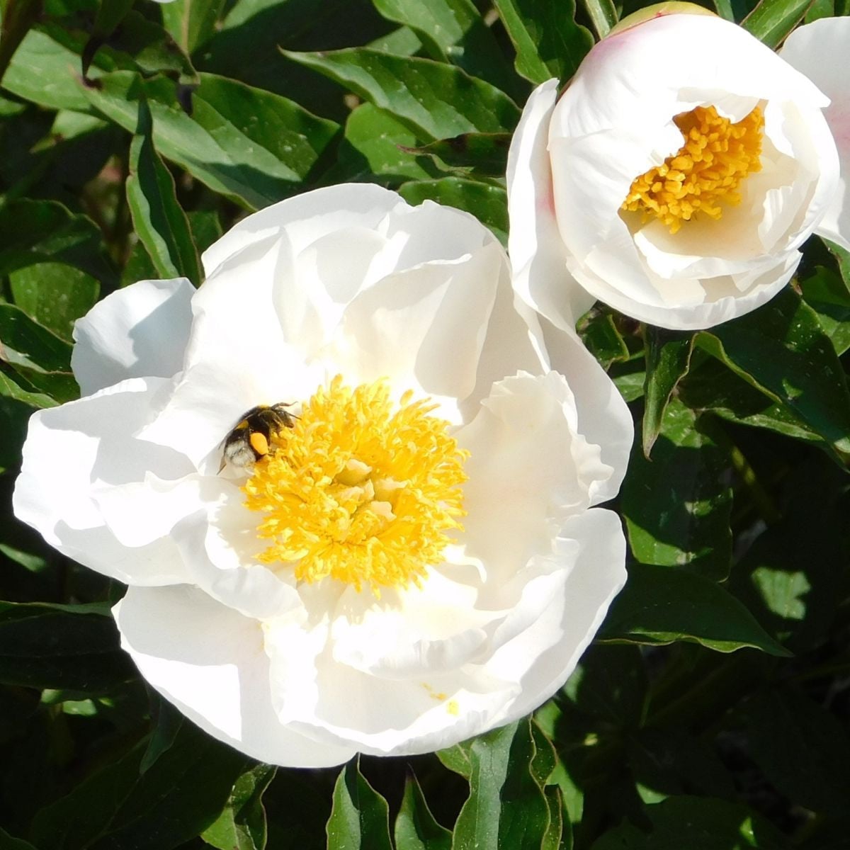 Pivónia Patio Dublin - Paeonia lactiflora - hľuzy pivónie - 1 ks