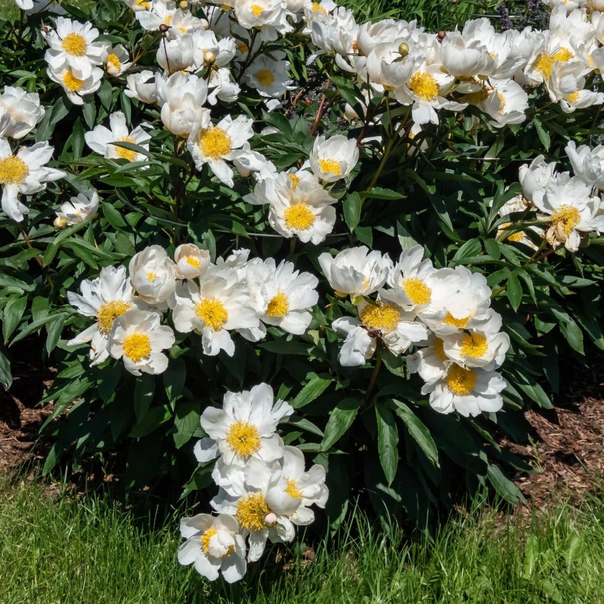 Pivónia Patio Dublin - Paeonia lactiflora - hľuzy pivónie - 1 ks