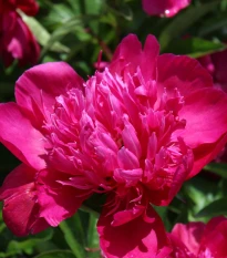 Pivónia Big Ben - Paeonia lactiflora - hľuzy pivónie - 1 ks