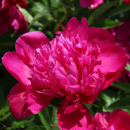 Pivónia Big Ben - Paeonia lactiflora - hľuzy pivónie - 1 ks