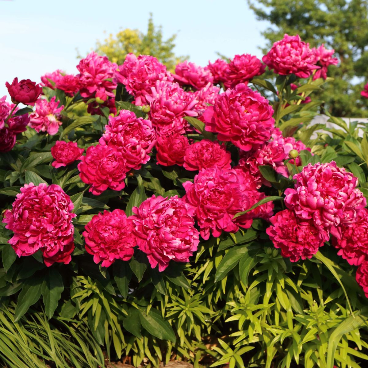 Pivónia Big Ben - Paeonia lactiflora - hľuzy pivónie - 1 ks